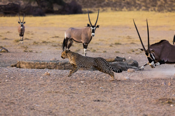 Cheetah and orxy fighting