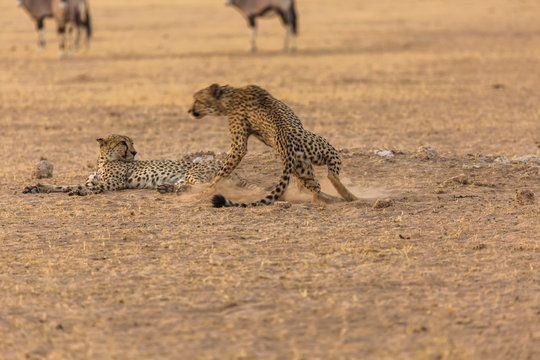 Cheetah and orxy fighting