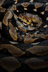 とぐろを巻く蛇