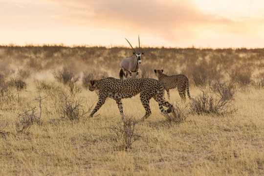 Cheetah and orxy fighting
