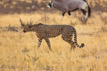 Cheetah and orxy fighting