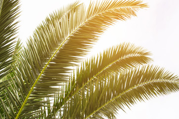 Obraz premium Sun over green palm leaves. Tropical Background.