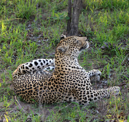 Fototapeta na wymiar Female leopard about to scratch Sabi Sands Game Reserve