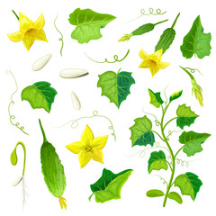 Morphology of healthy cucumber plant. parts of cucumber plant set. gherkin of various ripeness, flowers, leaves, branches, tendrills, seeds, seedling with root system isolated on white.Vegetable plant