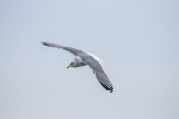 Free flying seagull on the beach