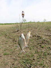Random catch of two fish at once on a fishing rod. Bream and crucian.