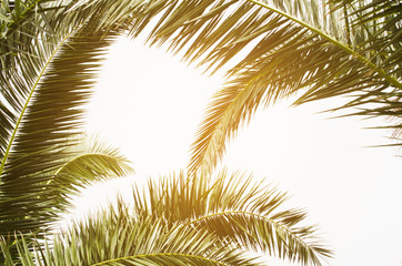 Sun over green palm leaves. Tropical Background.