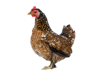 Brown chicken isolated on a white background.
