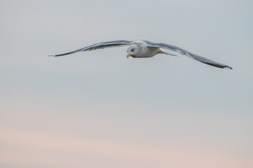 Free flying seagull on the beach