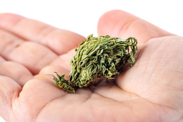 man's hand holding bunch of dried marijuana buds isolated on white background