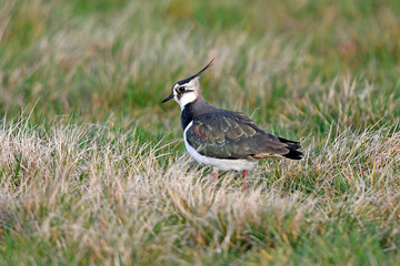 Northern Lapwing / Kiebitz (Vanellus vanellus)