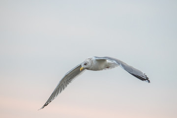 Free flying seagull on the beach