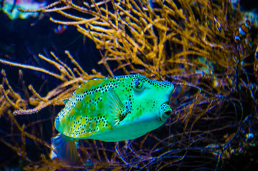 Tropical fish in a sea aquarium in the sea in blue optics