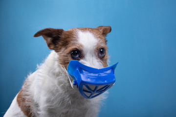 dog in a protective medical mask. Virus, panic, security. Funny jack russell.