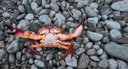 Red crab on the shore.
