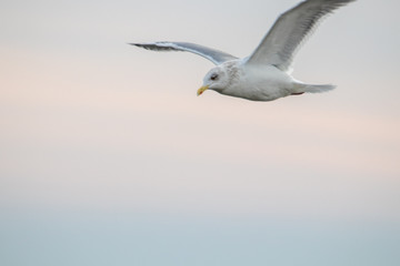 Fototapeta na wymiar Free flying seagull on the beach