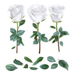 Obraz premium realistic rose design isolated on background. vector illustration