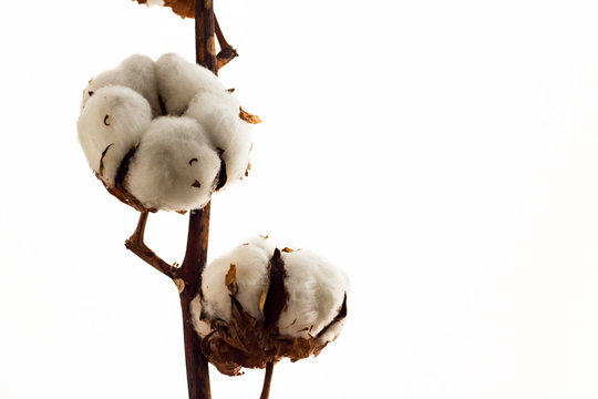 Natural Cotton Branch  with cotton bolls isolated on white.The branch dried as came from field.Left space for text message.