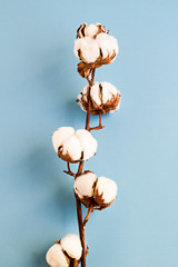 Natural Dry Cotton Branch with  cotton bolls,flat layout on blue background with shadow.The branch dried as came from field.