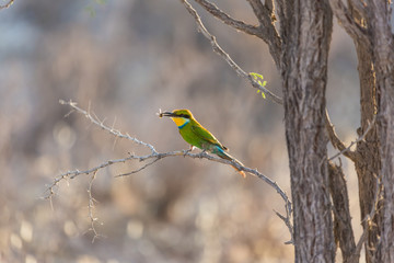 Birds of Kalahari