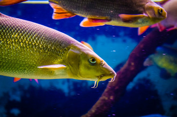 Fototapeta na wymiar Tropical fish in a sea aquarium in the sea in blue optics