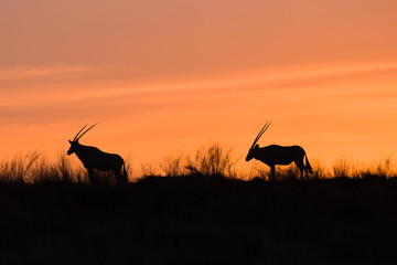 Orxy Antelopes with sunset