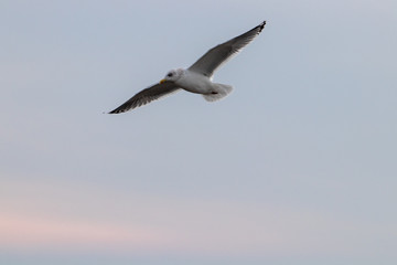 Free flying seagull on the beach