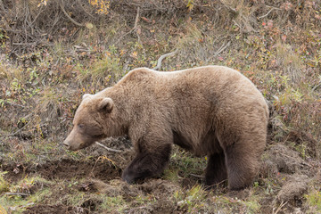 Naklejka premium Grizzly Bear in Fall in Denali National Park Alaska