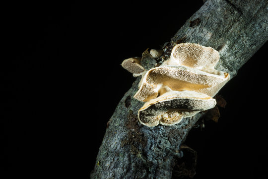 Polypore Fungi on Willow Branch