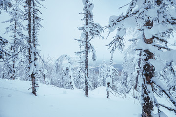 Snow-covered winter forest after a night snowstorm. Concept of weather and climate change