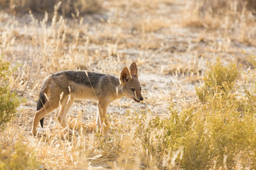 Wildlife in Kalahari