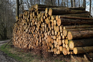 Sorgfältig gestapelte Baumstämme der Forstwirtschaft nach Baumfällarbeiten im Frühjahr bei...