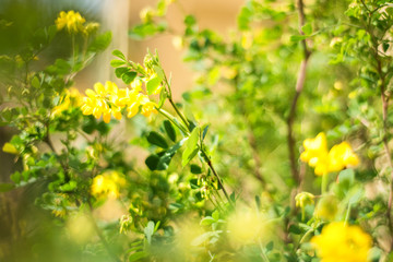 Obraz na płótnie Canvas Spring or summer yellow and green floral abstract background. Flower design with copy space and bokeh. Soft-focus close-up of yellow flowers