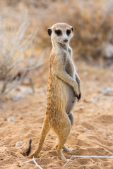 Fototapeta premium Meerkat