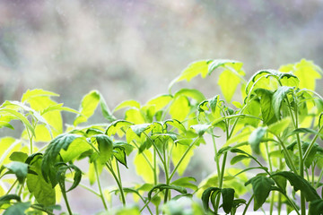Fototapeta na wymiar green tomato seedlings side view