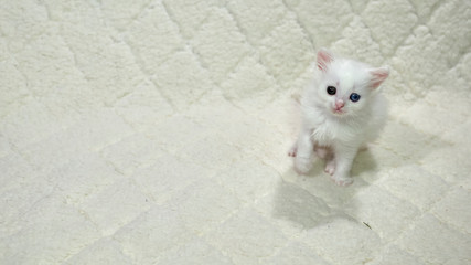 Fototapeta na wymiar kitten with heterochromia white color