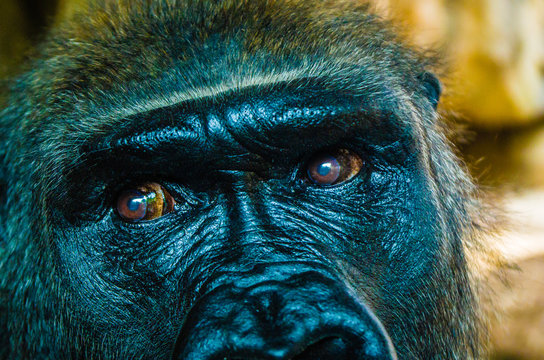 Close-up Of A Lowland Gorilla With Eyes And Face