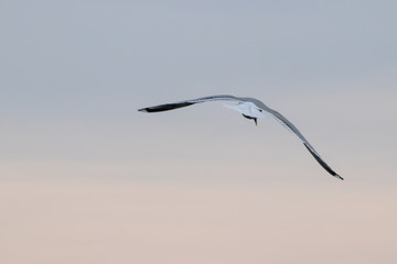 Free flying seagull on the beach