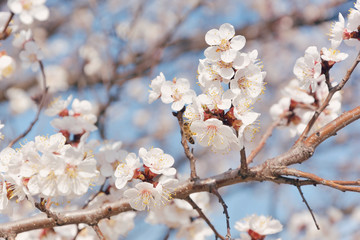 Apricot tree branch with tender white flowers with little bee
