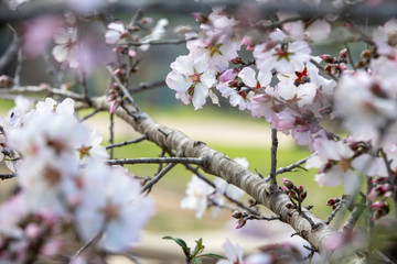 almond tree
