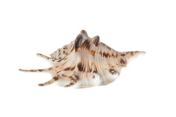 Seashell with brown patterns, isolated on white background