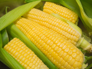 Corn cobs with leaves close up