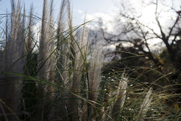 パンパスグラス