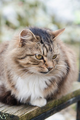 Naklejka na ściany i meble Fluffy tabby cat on an old wooden bench in a spring park