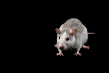 Gray rat isolated on dark black background. Rodent pet.