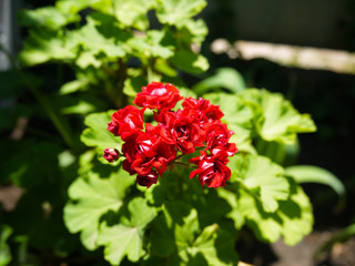 Red flowers against a background of green leaves