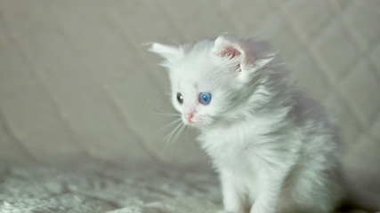 Naklejka na ściany i meble kitten with heterochromia white color