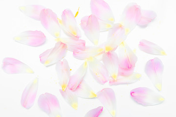 Obraz na płótnie Canvas Blütenblätter einer Tulpe Flatlay