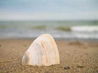 the shell sticks out of the sand