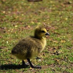 Cute newborn gosling in park closeup